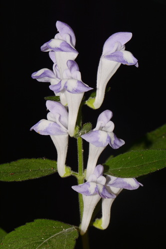 Largeflower Skullcap (Scutellaria montana)
