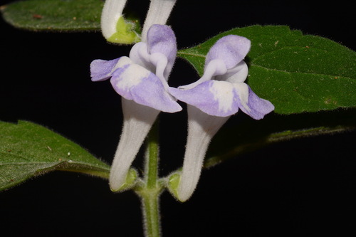 Image of Scutellaria montana by (c) Brian Finzel, some rights reserved (CC BY-SA)