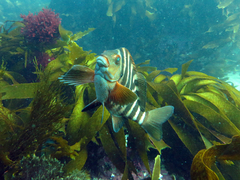 Chirodactylus spectabilis