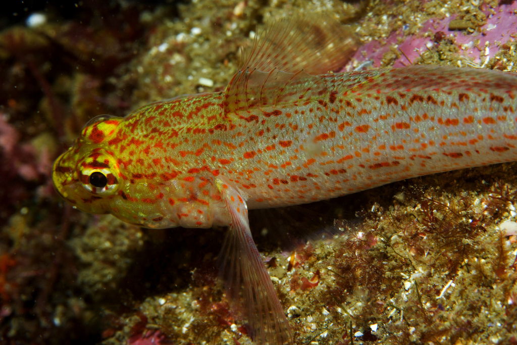 Golden Goby