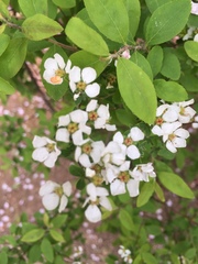 Spiraea