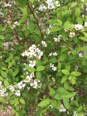 Spiraea