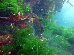 Aplodactylus arctidens