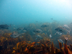 Latridopsis ciliaris