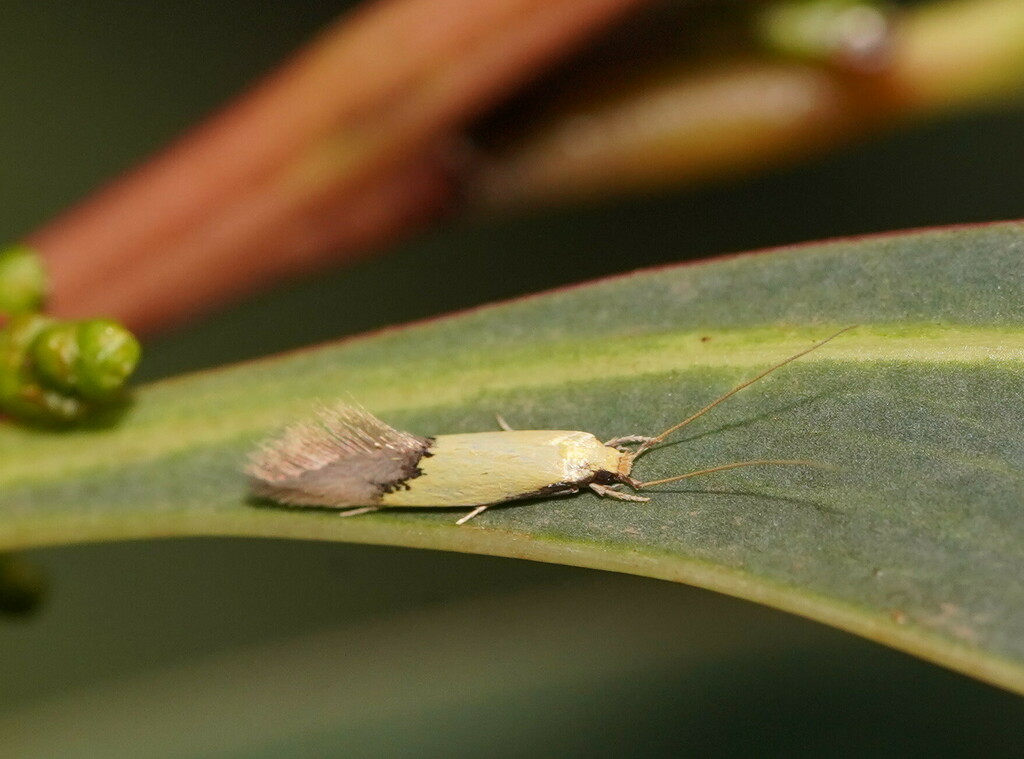 Opogona protodoxa