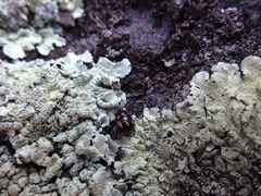 Coccinella leonina