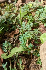 Ophioglossum petiolatum image