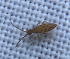 Entomobrya intermedia
