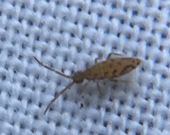 Entomobrya intermedia