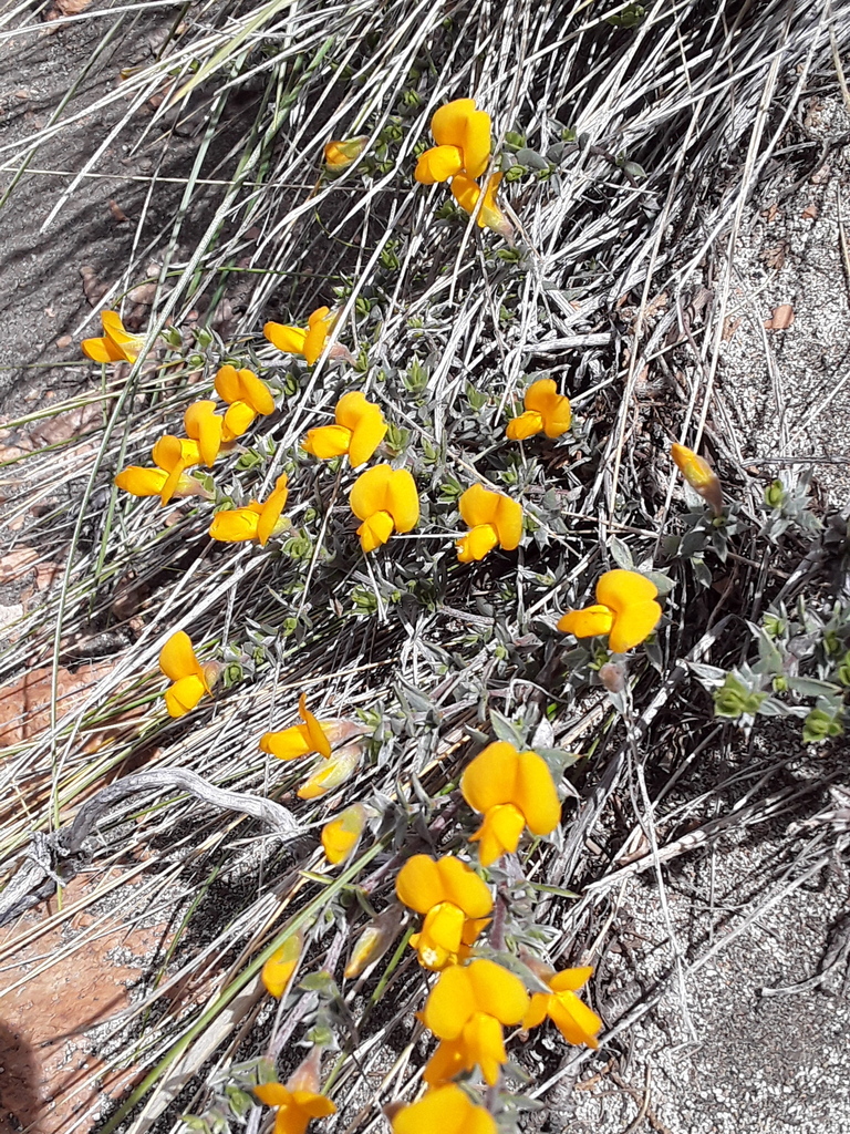 Anarthrophyllum subandinum