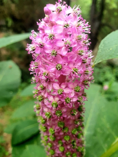 Phytolacca polyandra (Phytolacca polyandra)