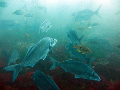 Latridopsis ciliaris