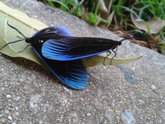Pompelon marginata