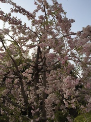 Prunus
