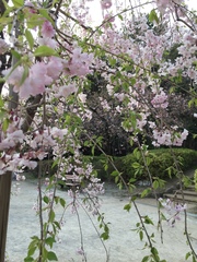 Prunus