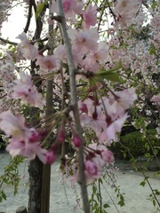 Prunus