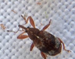 Anthonomus pedicularius