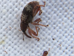 Anthonomus pedicularius