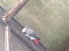 Psittacus erithacus erithacus