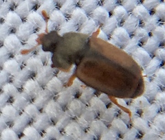Epuraea melanocephala