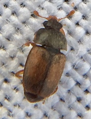 Epuraea melanocephala