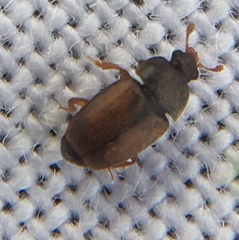 Epuraea melanocephala