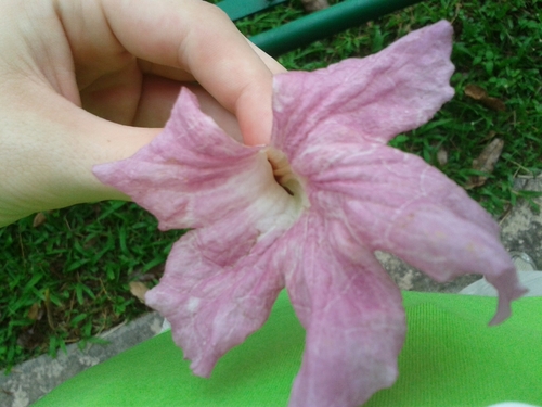 Tabebuia heterophylla