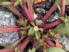 Chorizanthe aphanantha