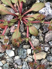 Chorizanthe aphanantha