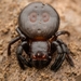 Stiphropus Ant-eating Crab Spiders - Photo (c) GURURAJ GOUDA, some rights reserved (CC BY-NC), uploaded by GURURAJ GOUDA