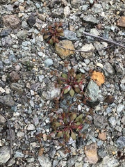 Chorizanthe aphanantha