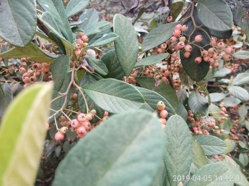 Cotoneaster coriaceus