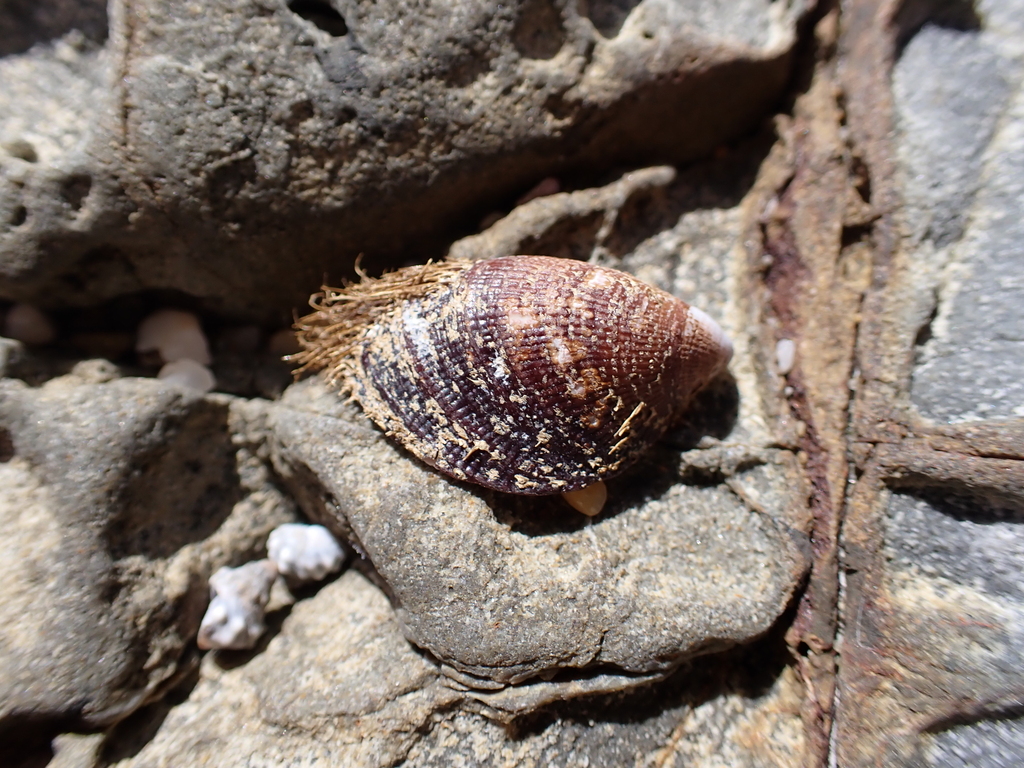 Hairy Mussel from Woolgoolga NSW 2456, Australia on December 26, 2023 at 0217 PM by drmattnimbs