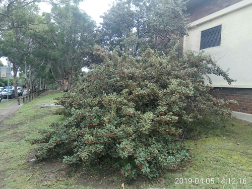 Cotoneaster coriaceus