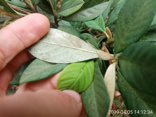 Cotoneaster coriaceus
