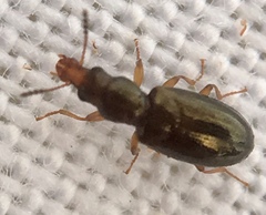 Salpingus planirostris