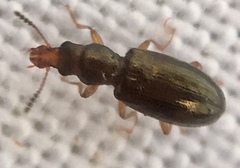 Salpingus planirostris