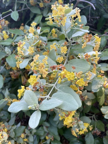 Stigmaphyllon discolor observed 2023-12-26