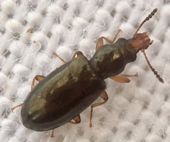 Salpingus planirostris