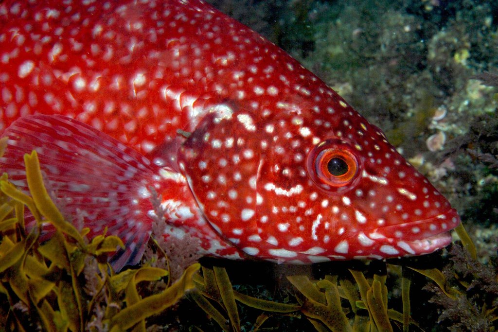Ballan Wrasse