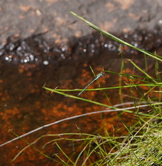 Austrolestes cingulatus