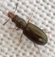 Salpingus planirostris