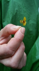 Bulbophyllum analamazoatrae image