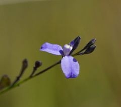 Comesperma defoliatum