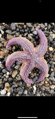 Northern Pacific Sea Star