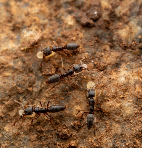 昏暗短猛蟻Brachyponera obscurans