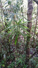 Dypsis