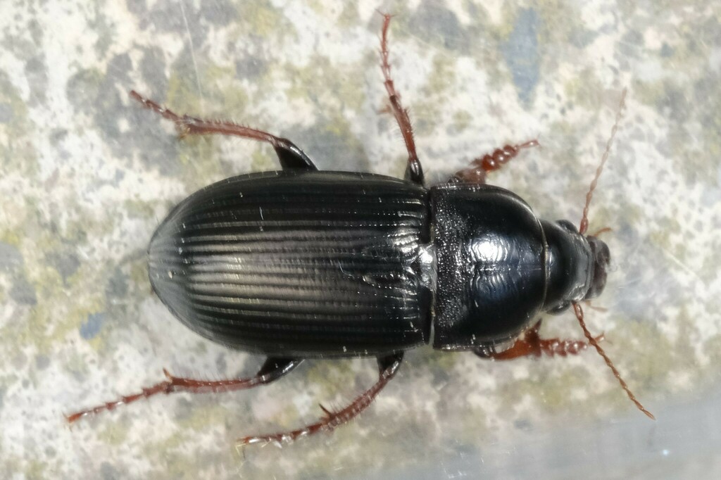 Zabrus tenebrioides from 30890 Barsinghausen, Deutschland on September ...
