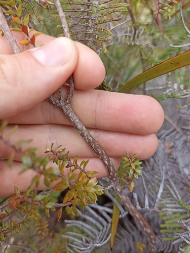Image of Epacris pauciflora by (c) Oscar Dove, some rights reserved (CC BY)