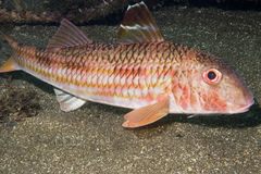 Red Mullet photo 2
